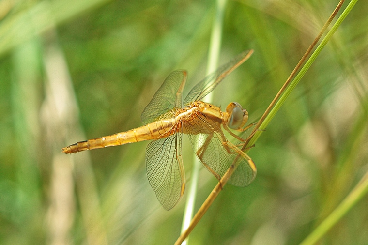 Crocothemis erythraea femmina ??